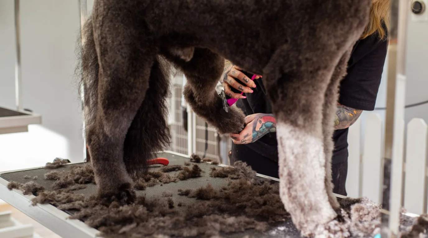 Fondo de Peluquería Canina y Spa de Mascotas en Lima